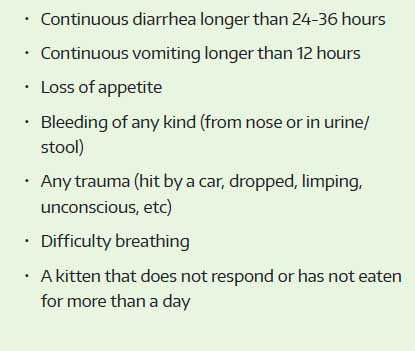 list of sick kitten symptoms that are emergencies list of sick kitten symptoms that are emergencies