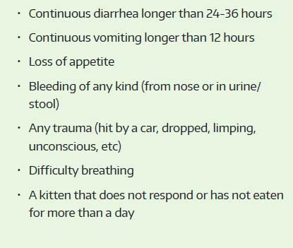 list of sick kitten symptoms that are emergencies