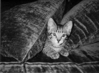 Scouty Baby.. Look at those ears!!