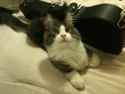 Zeus getting into his dads ukelele case