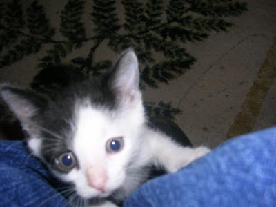 Three Weeks Old