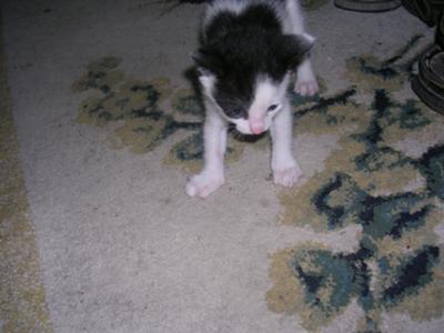 Two Week Old