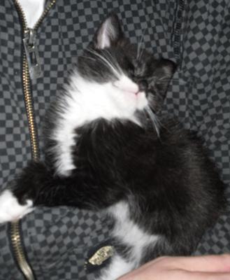 Vera the cuddly kitten