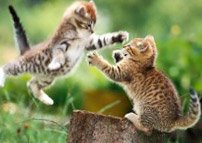 The Primary Way FIV (also called Fading Kitten Syndrome) Are Deep Scratches and Bite Wounds Where An Infected Kitten's or Cat's Saliva Enters the Patients Bloodstream