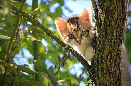 cute kitten in tree cute kitten in tree