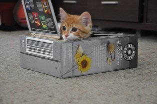 Cutest Ginger Kitten: Raphael Mair