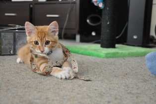 Adorable Orange Tabby Kitty Cat