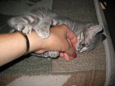 How not to play with your kitten!