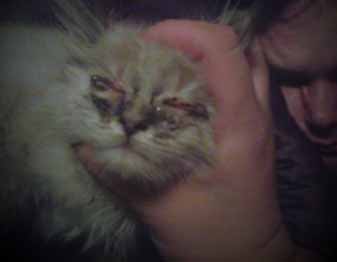 Picture of Kitten Eye Infection