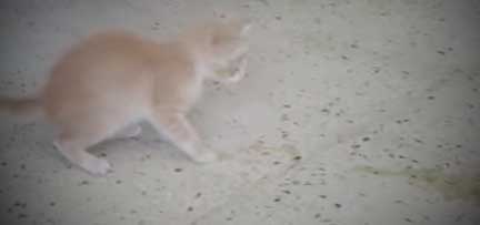 kitten vomiting kitten vomiting