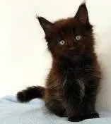 kitten with diarrhea kitten with diarrhea