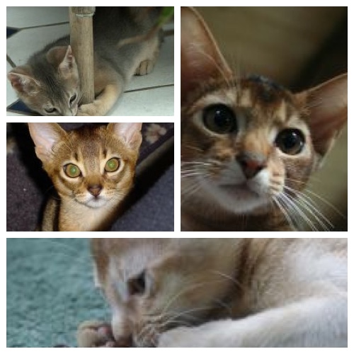 4 abyssinian kittens 4 abyssinian kittens