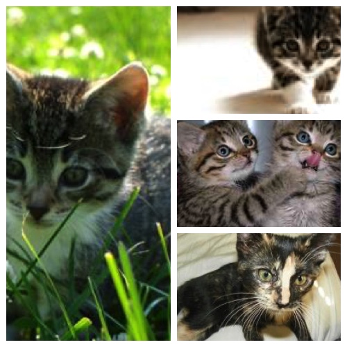 pictures of 4 kittens