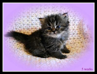 Baby Mikka