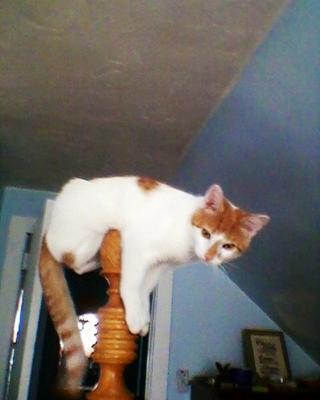 My Kitty