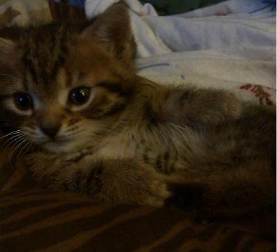 I'm A Mommys Boy