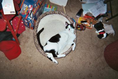 As an Xmas Kitten...Rook's first Christmas with us