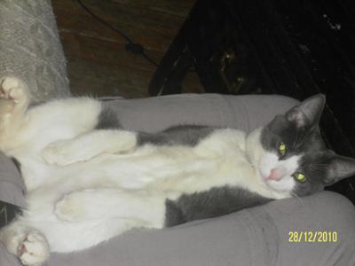 Relaxing with Icabod Crane, our gorgeous rescue kitten