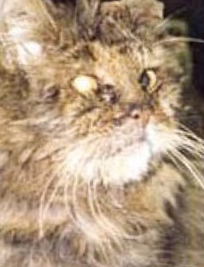 Picture of Cat with FIV