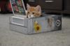 Cutest Ginger Kitten: Raphael Mair