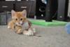 Adorable Orange Tabby Kitty Cat
