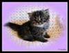 Baby Mikka