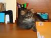 Working hard in the office.