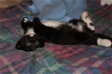 I'm So Cute You Can't Stand It