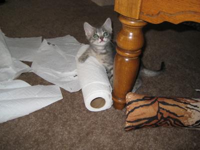What paper towels?  I don't see a problem here!