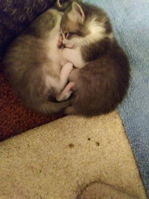 Kittens Vodka and Juice